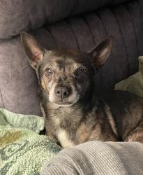Lost Male Dog last seen Hughes and Dakota, Fresno, CA 93705