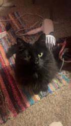 Lost Male Cat last seen Lakeville, Oxford, MI 48371