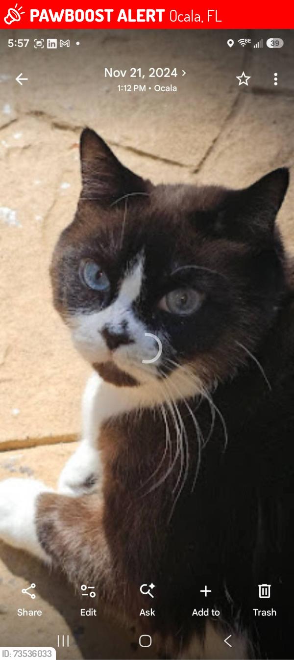 Lost Female Cat last seen 18th Ave, Ocala, FL 34471