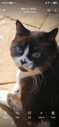 Lost Female Cat last seen 18th Ave, Ocala, FL 34471