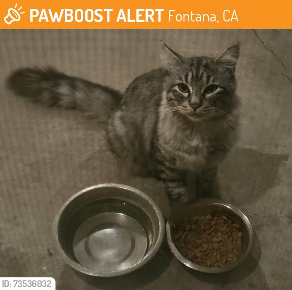 Found/Stray Unknown Cat last seen Monaco/Marbella/Palermo South Heritage Circle Fontana. South of Liberty Circle, Fontana, CA 92336
