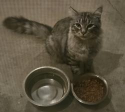 Found/Stray Unknown Cat last seen Monaco/Marbella/Palermo South Heritage Circle Fontana. South of Liberty Circle, Fontana, CA 92336