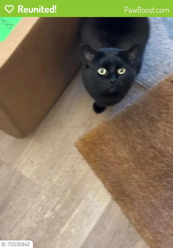 Reunited Female Cat last seen Sherwood Drive, Fernway, PA 16066