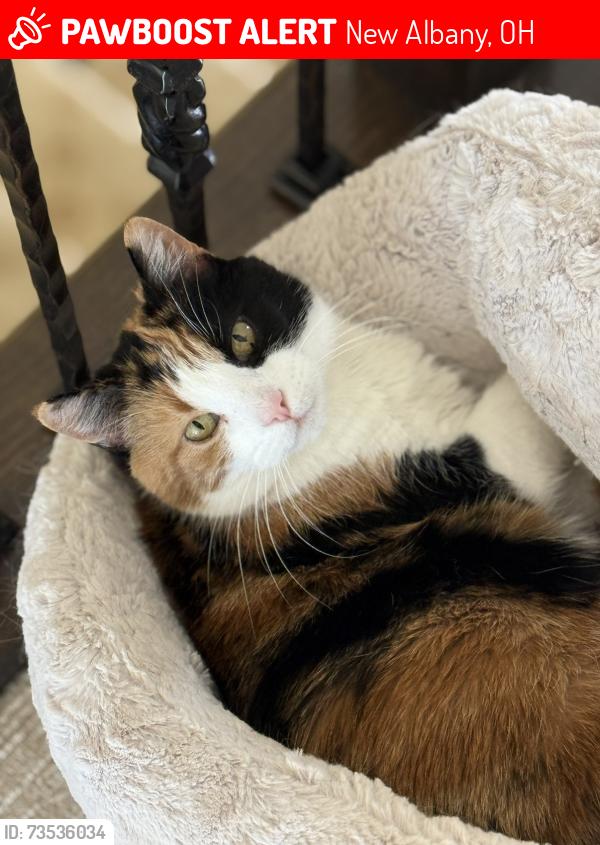 Lost Female Cat last seen Dorans Market, New Albany, OH 43054