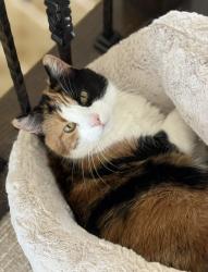 Lost Female Cat last seen Dorans Market, New Albany, OH 43054