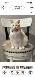 Reunited Female Cat last seen Near Anahid Dr, Leesburg, FL 34748