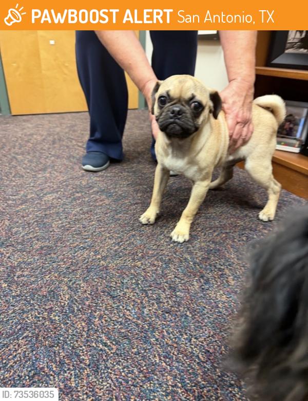Found/Stray Unknown Dog last seen Seascape drive, San Antonio, TX 78251