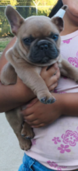 Reunited Male Dog last seen Osceola elementary, Los Angeles, CA 91342