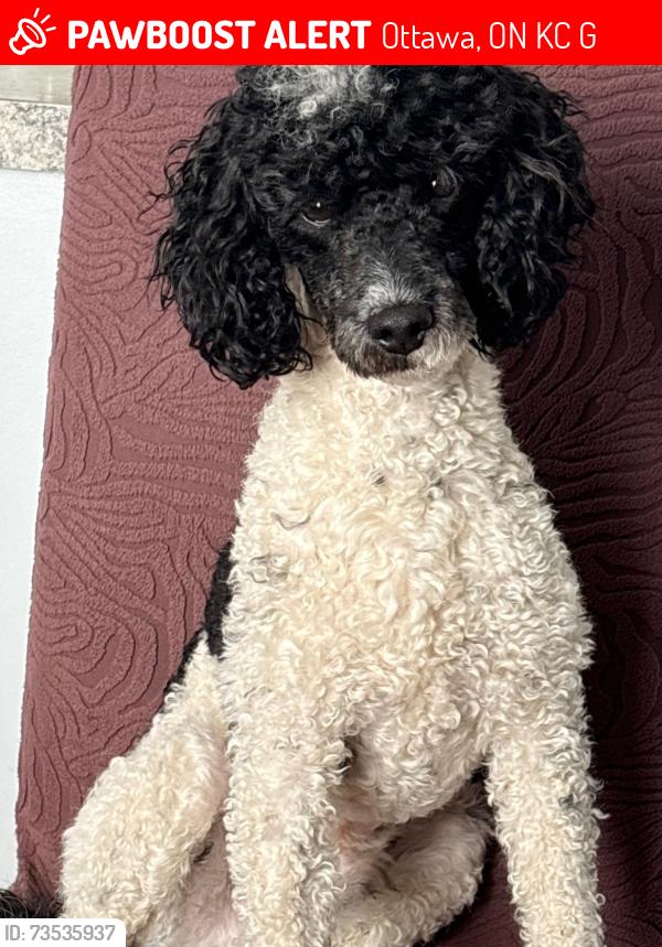 Lost Male Dog last seen Hwy 45, South on Range Road 174 Andrew, Alberta, Ottawa, ON K4C 1G9