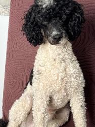 Lost Male Dog last seen Hwy 45, South on Range Road 174 Andrew, Alberta, Ottawa, ON K4C 1G9