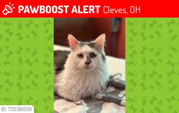 Lost Male Cat last seen Morgan and Harrison Pike, Cleves, OH 45002