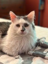 Lost Male Cat last seen Morgan and Harrison Pike, Cleves, OH 45002