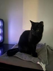 Reunited Male Cat last seen English ests middle school, Maitland, FL 32751