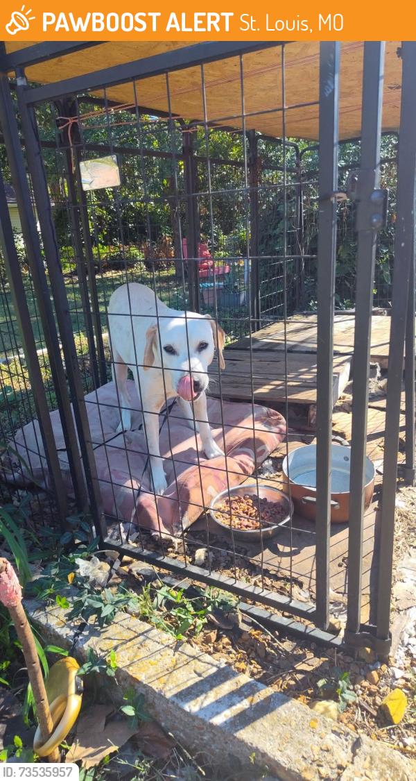 Found/Stray Female Dog last seen Ventura Dr and Kapple, St. Louis, MO 63103