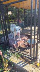 Found/Stray Female Dog last seen Ventura Dr and Kapple, St. Louis, MO 63103