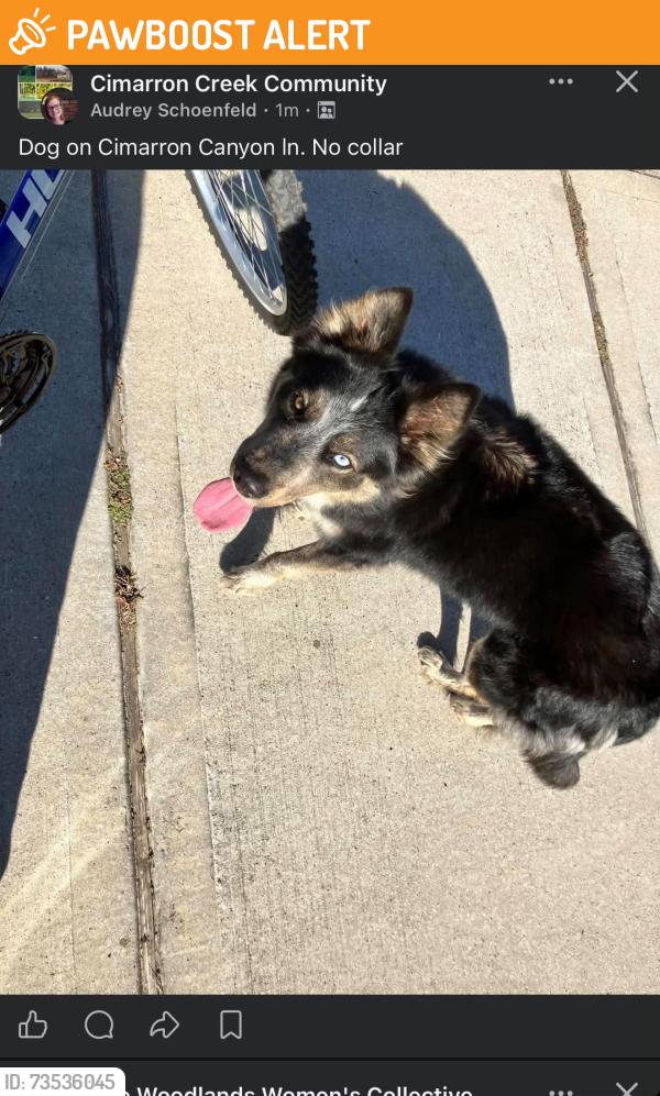 Found/Stray Unknown Dog last seen Cimarron Community, Montgomery County, TX 77354