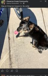 Found/Stray Unknown Dog last seen Cimarron Community, Montgomery County, TX 77354