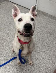 Shelter Stray Male Dog last seen 103rd & Drury, 64137, MO, 7077 Elmwood Ave, Kansas City, MO 64132, USA