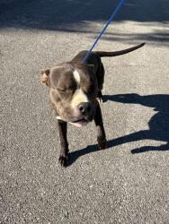 Shelter Stray Male Dog last seen Near Westacres dr, Knox County ASO, TN, 3201 Division St, Knoxville, TN 37919, USA