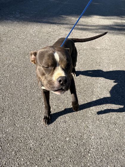 Shelter Stray Male Dog last seen Near Westacres dr, Knox County ASO, TN, 3201 Division St, Knoxville, TN 37919, USA