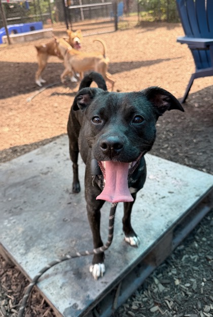 Shelter Stray Female Dog last seen Near Brookcrest Circle Decatur, 30032, 30032, GA, 3280 Chamblee Dunwoody Rd, Chamblee, GA 30341, USA