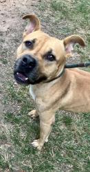 Shelter Stray Male Dog last seen Near Tarragon Dr, 30034, GA, 3280 Chamblee Dunwoody Rd, Chamblee, GA 30341, USA