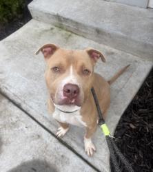Shelter Stray Male Dog last seen Near Rockdale Drive, 30034, GA, 3280 Chamblee Dunwoody Rd, Chamblee, GA 30341, USA