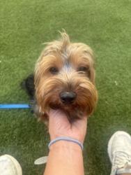 Shelter Stray Male Dog last seen Near HARDEE STREET APT 12D, 30307, GA, 3280 Chamblee Dunwoody Rd, Chamblee, GA 30341, USA
