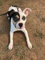 Shelter Stray Male Dog last seen near 1015 Allgood rd 30083, 30083, GA, 3280 Chamblee Dunwoody Rd, Chamblee, GA 30341, USA