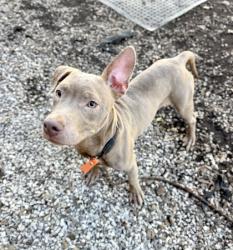 Shelter Stray Male Dog last seen Near Tiffany Dr Decatur, 30035, 30035, GA, 3280 Chamblee Dunwoody Rd, Chamblee, GA 30341, USA