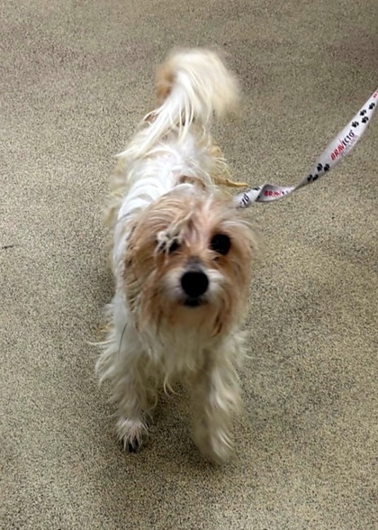 Shelter Stray Unknown Dog last seen Dolores st, Sebastian, FL, 6230 77th St, Vero Beach, FL 32967, USA