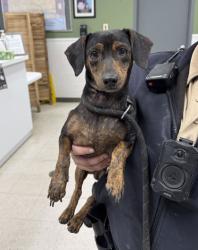 Shelter Stray Male Dog last seen , Gulfport, MS, 2615 25th Ave, Gulfport, MS 39501, USA