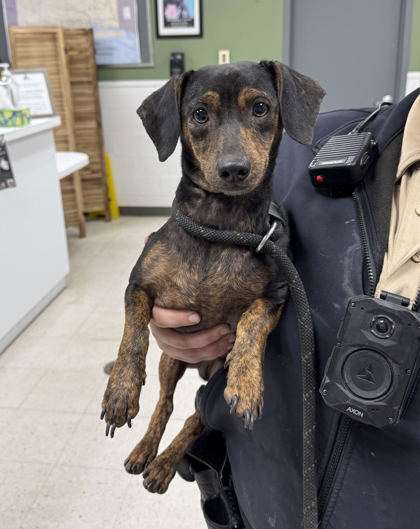 Shelter Stray Male Dog last seen , Gulfport, MS, 2615 25th Ave, Gulfport, MS 39501, USA