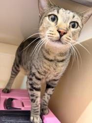 Shelter Stray Male Cat last seen Near Foxing Bluffs, Zone 5, TX, 8755 Farm to Market 1516, Converse, TX 78109, USA