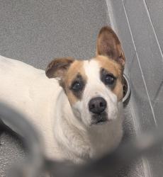 Shelter Stray Male Dog last seen Near Meadowlake rd (ACO-GG), Meadow Lake, NM, 1209 NM-314, Los Lunas, NM 87031, USA