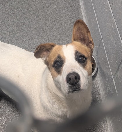 Shelter Stray Male Dog last seen Near Meadowlake rd (ACO-GG), Meadow Lake, NM, 1209 NM-314, Los Lunas, NM 87031, USA