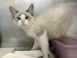 Shelter Stray Male Cat last seen Credit Union Gross Rd., 75149, TX, 1650 Gross Rd, Mesquite, TX 75149, USA