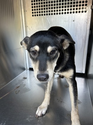 Shelter Stray Female Dog last seen Near Algerita St., North District, TX, 355 Hillshire Dr, Haslet, TX 76052, USA