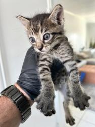 Shelter Stray Unknown Cat last seen Near ALDEN DR, South District, TX, 355 Hillshire Dr, Haslet, TX 76052, USA