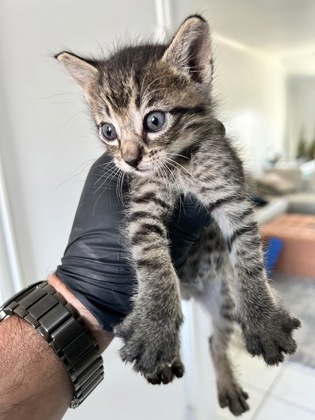 Shelter Stray Unknown Cat last seen Near ALDEN DR, South District, TX, 355 Hillshire Dr, Haslet, TX 76052, USA