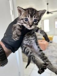 Shelter Stray Unknown Cat last seen Near ALDEN DR, South District, TX, 355 Hillshire Dr, Haslet, TX 76052, USA