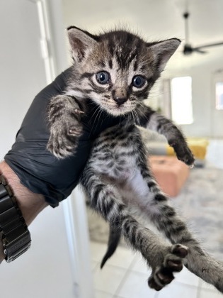 Shelter Stray Unknown Cat last seen Near ALDEN DR, South District, TX, 355 Hillshire Dr, Haslet, TX 76052, USA