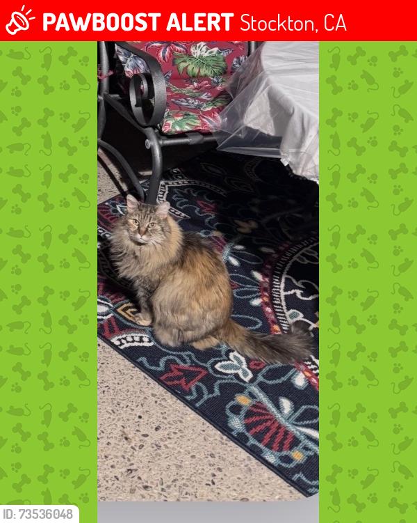 Lost Female Cat last seen est Dr, Stockton, CA 95209