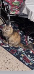 Lost Female Cat last seen est Dr, Stockton, CA 95209