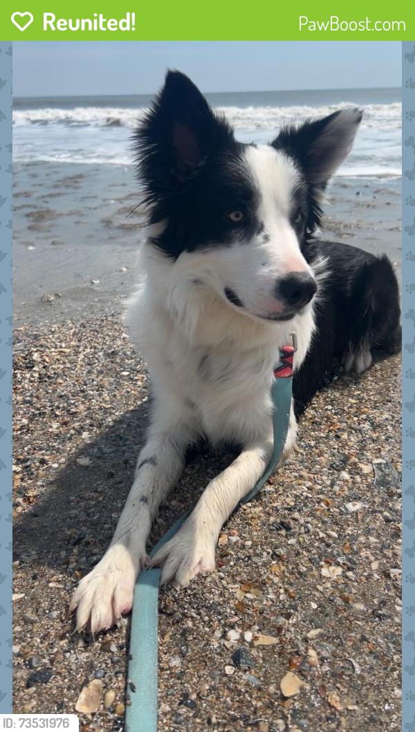 Reunited Male Dog last seen Robin Helton Dr, Boiling Springs, NC 28152