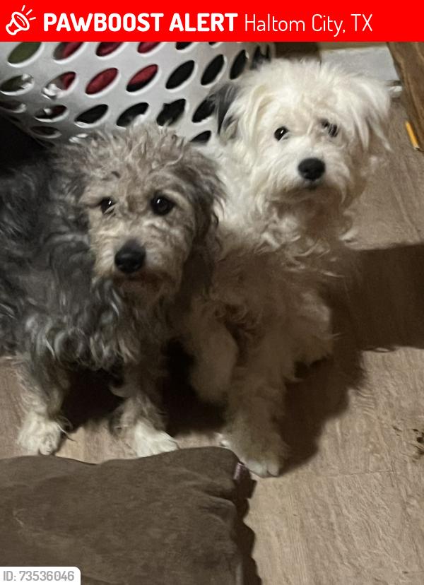 Lost Male Dog last seen Near Dana Dr, Haltom City, TX 76117