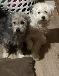 Lost Male Dog last seen Near Dana Dr, Haltom City, TX 76117