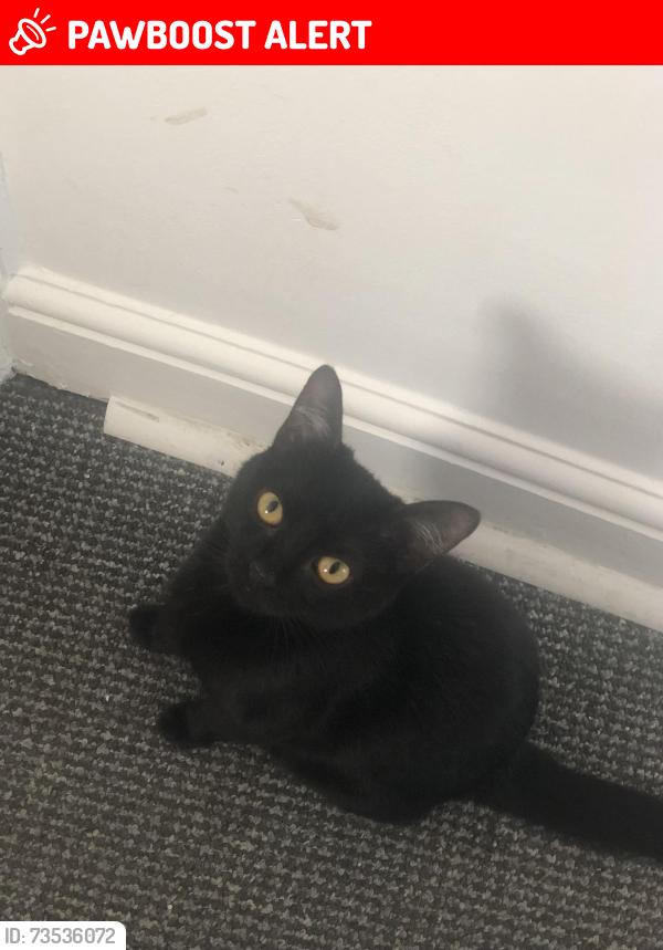 Lost Female Cat last seen Magpie hall road, Medway, England ME4 5NE