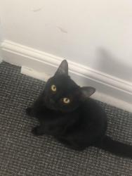 Lost Female Cat last seen Magpie hall road, Medway, England ME4 5NE