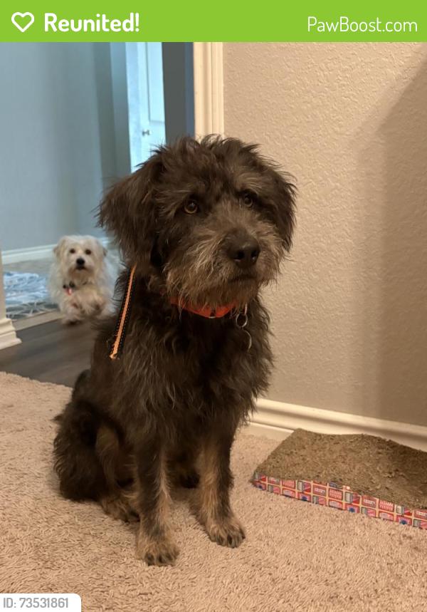 Reunited Male Dog last seen Near E Bankhead Hwy, Willow Park, TX 76087, USA, Willow Park, TX 76087